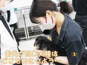 トリマー科　保定の授業☆